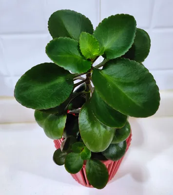 Продаются комнатные цветы хойя,циперус,хлорофитум.