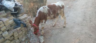 Zotli ğunojin sotiladi