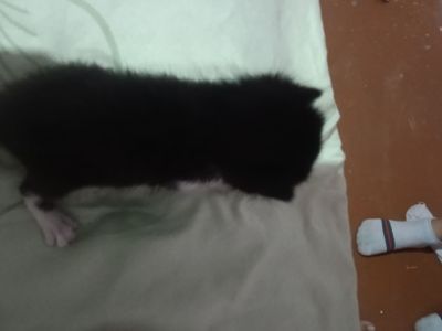 новорождённый кот