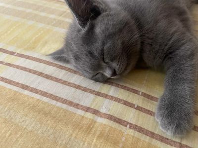 Продается котенок Скотиш Страйт