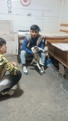 mushik sotiladi sirochni