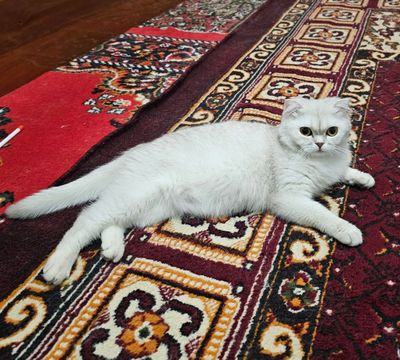 Mushik sotiladi Scotish fold silver shinshilla