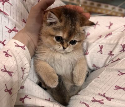 золотистый шиншила