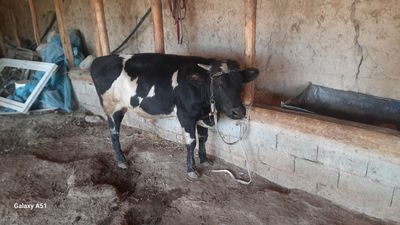 Sotiladi 17milyon