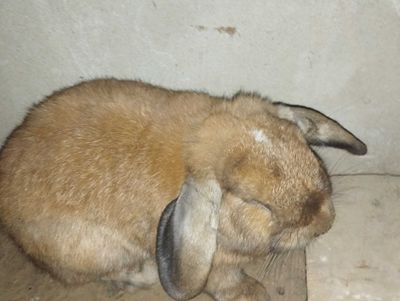 Продаю кроликов 3шт