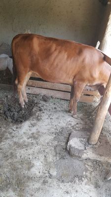 ESTON ģunojin sotiladi