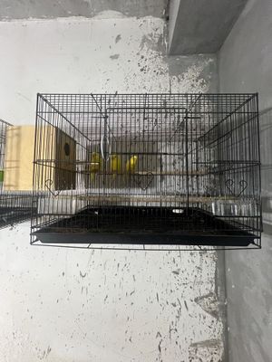 Волнистые попугаи пара лимон