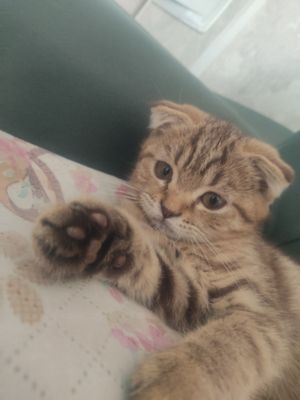 Шотландский Котёнок