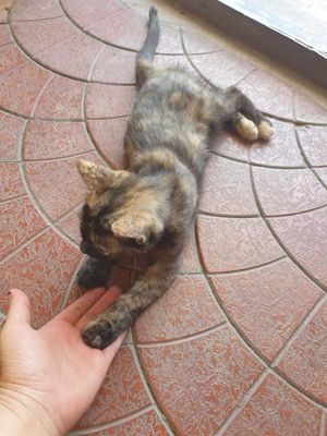 Отдам в добрые руки! Котёнок, девочка, ненавязчивое наблюдение!