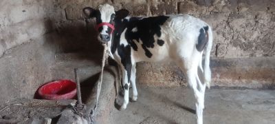 Buzoq sotiladi siro'chna