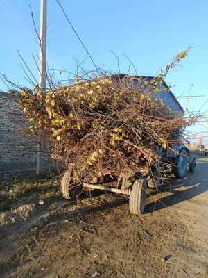 утин сотилади келишган холда