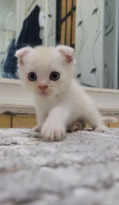 Британские котята