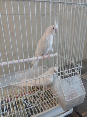 Karella toti qush sotiladi qushlar Nukusda 26 mikr