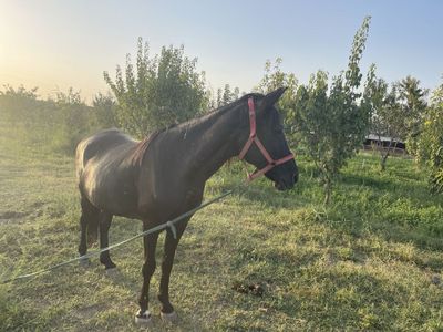 От сотилади. Бия яхши бокилган