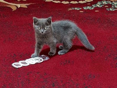 Британской породы котёнок.продаётся