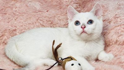 Голубоглазый британский мальчик