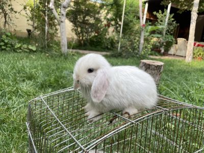 Продаются декоративные карликовые кролики