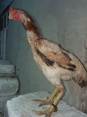 Tovuq sotiladi buxoroda