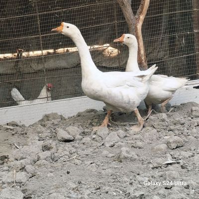 Нар мода утган йилги