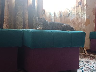Mushuk sotiladi 1 marta tuggan 1 yil bogan tugilganiga