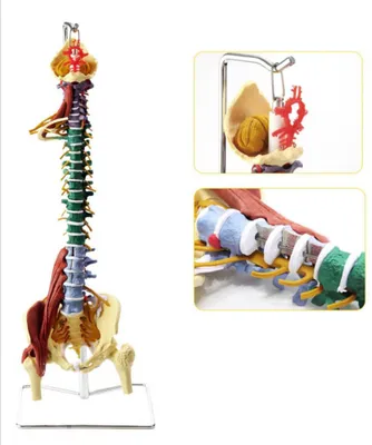 Anotomik mulyaj maket model.Анатомические модели муляжи макеты скелеты