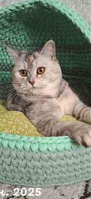 Продам кошку страйт девочка