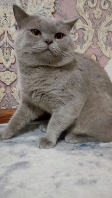 мушуклар сотилади