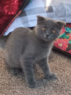 Шотландская кошка