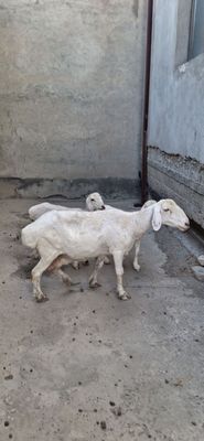 Ona bola qoʻy sotiladi