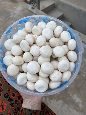 Qurt mahsulotlari / echki sutidan qurt