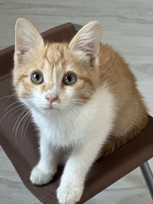 Отдаются даром кошки