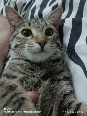 Отдам кота в хорошие руки