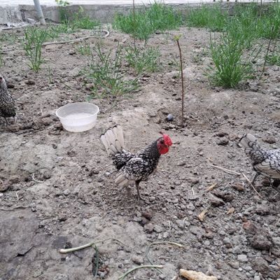 Сибрай товук тухумларига заказ оламиз