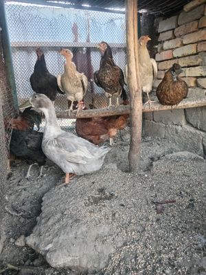 Tovuqlar SOTILADI