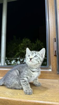 Мушукча. Котенок.