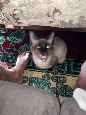 Сиамский кот, siyam mushuk