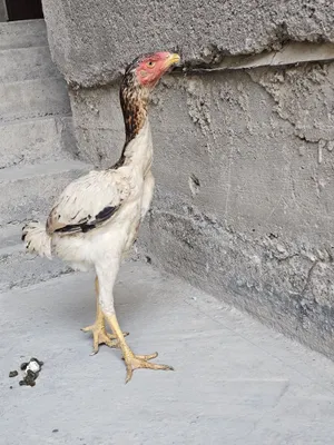 Juja mokiyonimiz sotuvda yaxshi zotlardan chixgan katta narsa bulokon