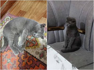 Срочно сотилади,