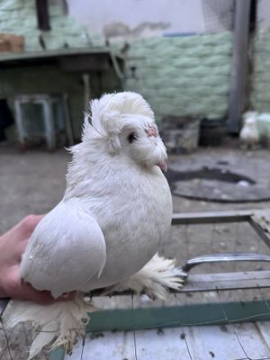 Продаю бухарских голубей