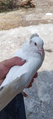 Кабутарлар сотилади, чубайтый кора дум ,нар,мода