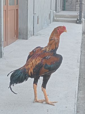 Корейский дакан хуроз