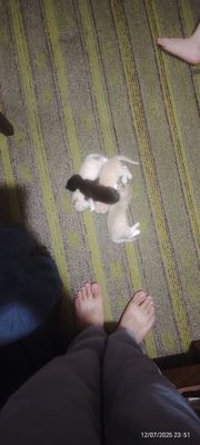 Отдам в хорошие руки котят