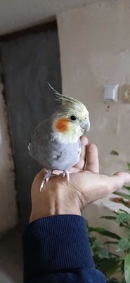 Ручная Корелла. Самец. 1,5 года.