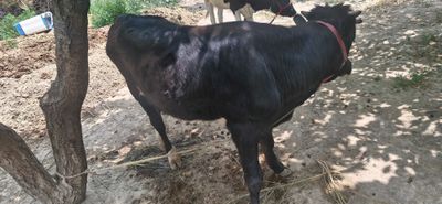 Mol sotiladi Samarqand viloyati tayloq tumanida navos