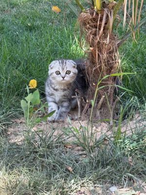 Qiz bola mushuk Scottish Fold Mramor