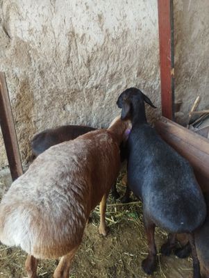 Quylar sotiladi srochna yeb ichishi zur aybi yoʻq narxi oldida kelisha