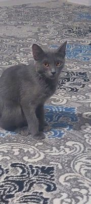 Mushuk