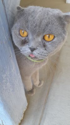Британский кот ласковые