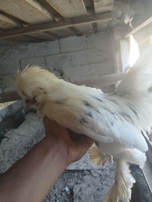 Karski xurozla sotladi ishlashi yaxshi