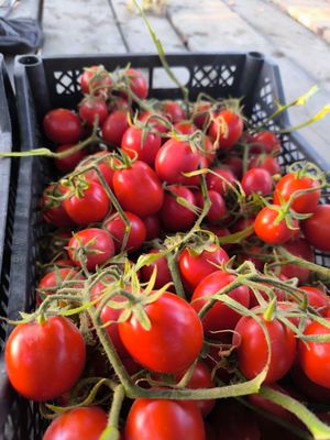 Cherry pamidor sotiladi